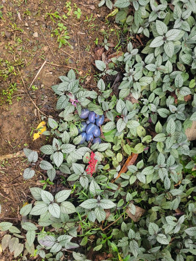 Cassowary fruits