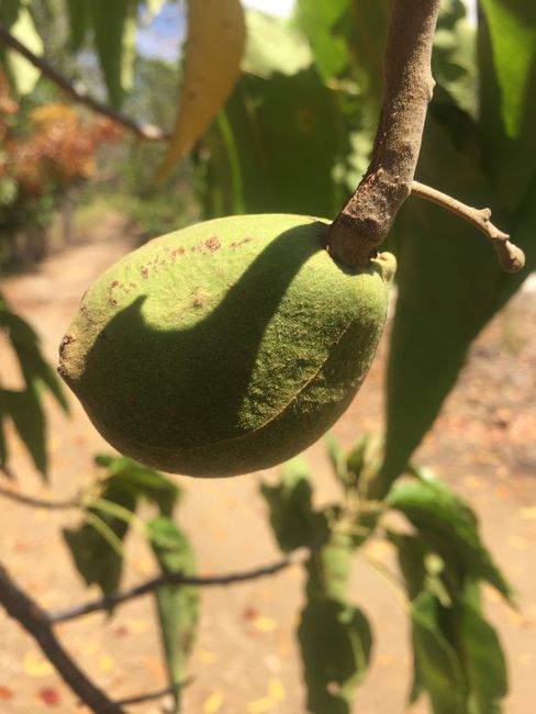 Macadamia Nut 