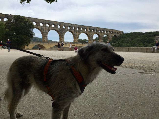 7th day, from Mt Ventoux to Pont du Gard