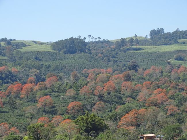 Coffee plantations (mixed with natural forest)