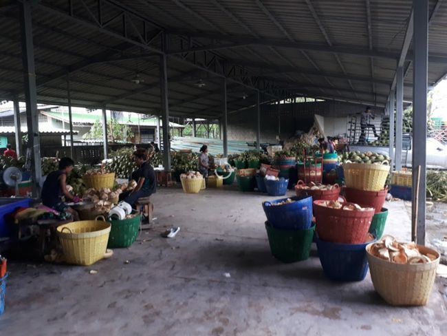 Coconut Factory