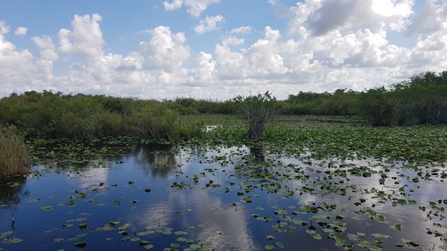 Tag 16 - Everglades Vol. 1