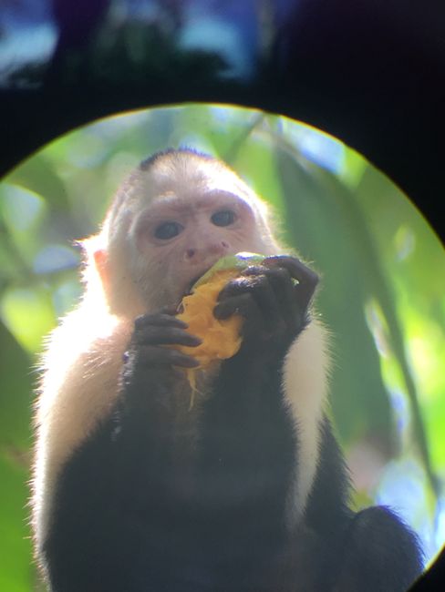 Capuchin monkeys: very mischievous
