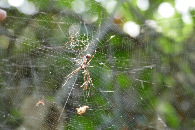 Das Netz dieser Spinne ist fester als Stahl. 