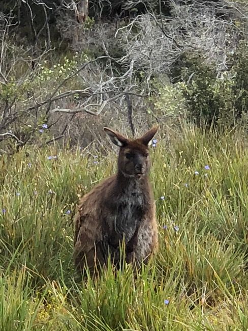 My umpteenth kangaroo by the wayside...