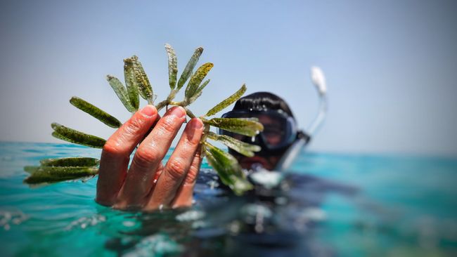 Seagrass Assessment in NEOM and other news..