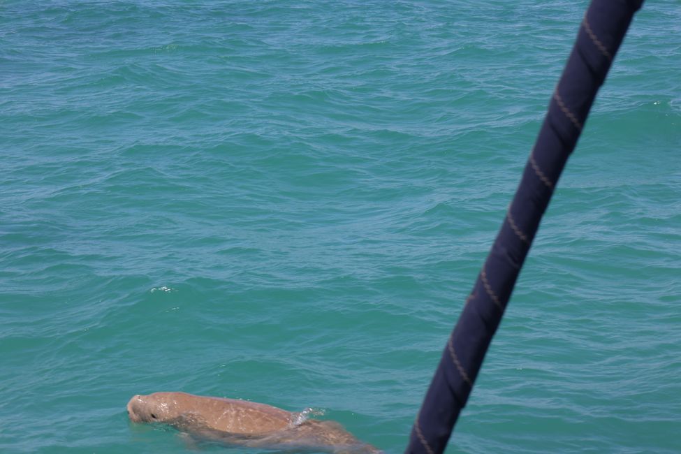 Dugong at wildlife cruise