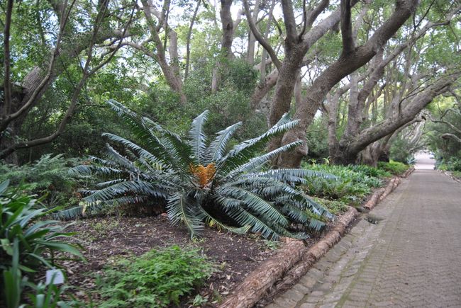 Kirstenbosch Botanical Garden