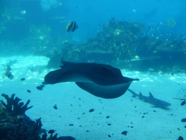 Underwater world of the shark reef