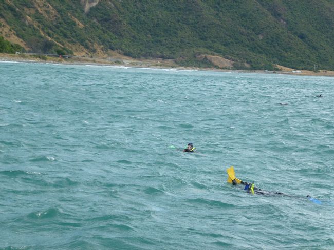 Dienstag, 04. Februar, Kaikoura und schwimmen mit den Delfinen