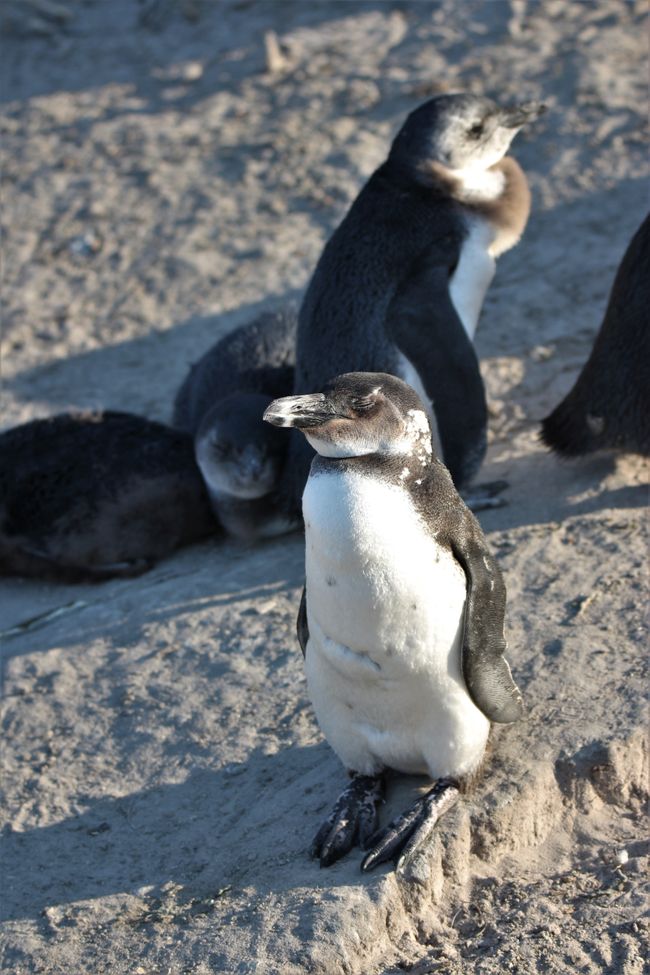 Day 19: Cape Town! Table Mountain, Beach & Penguins