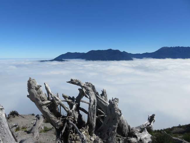 Blick aufs Nebelmeer und vom Vulkanausbruch zerstörte Bäume