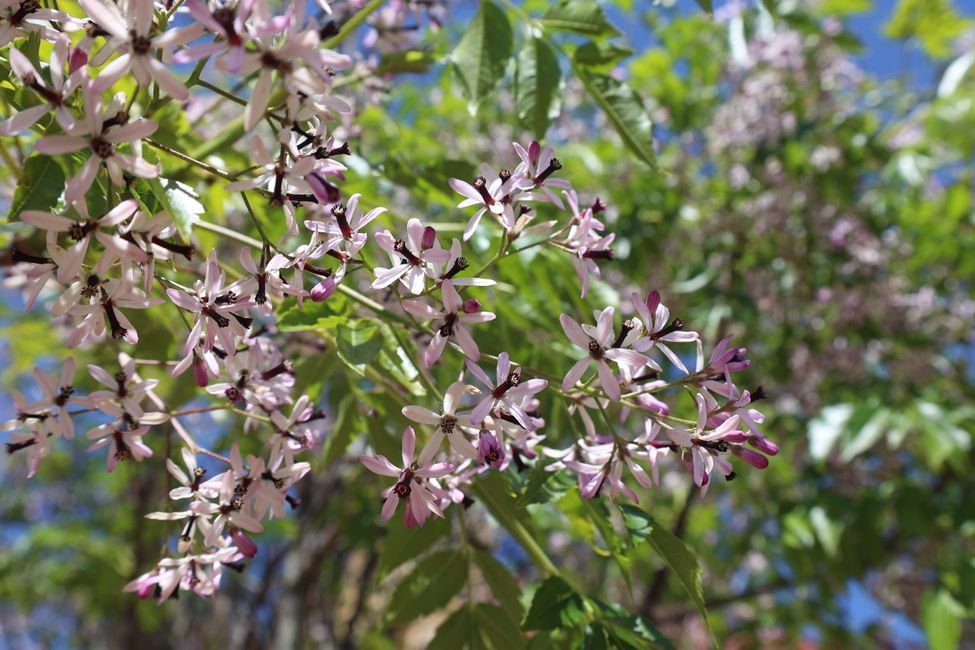 New Norcia tree blossoms