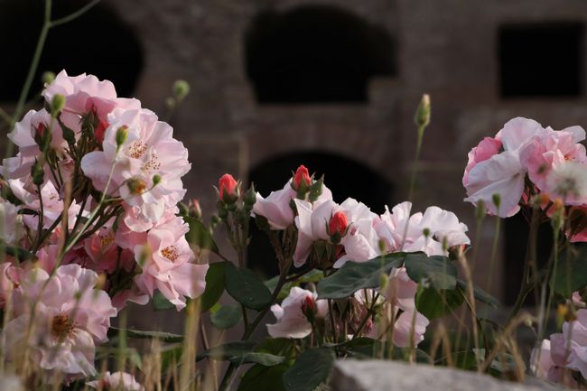 Roses adorn the Roman Forum