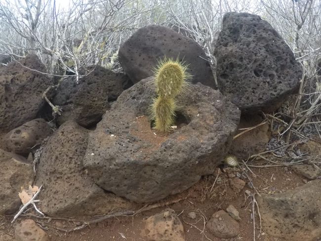 Ein Kaktus wächst aus dem Stein