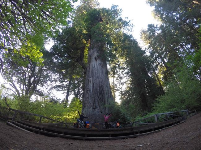 Avenue of the Giants: Our GoPro was run over by the car!!!