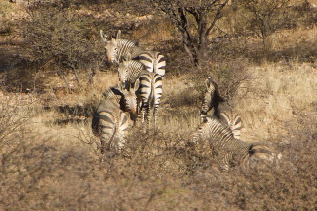 Zebras in Dan Viljoen      Foto von Pia Engelhardt