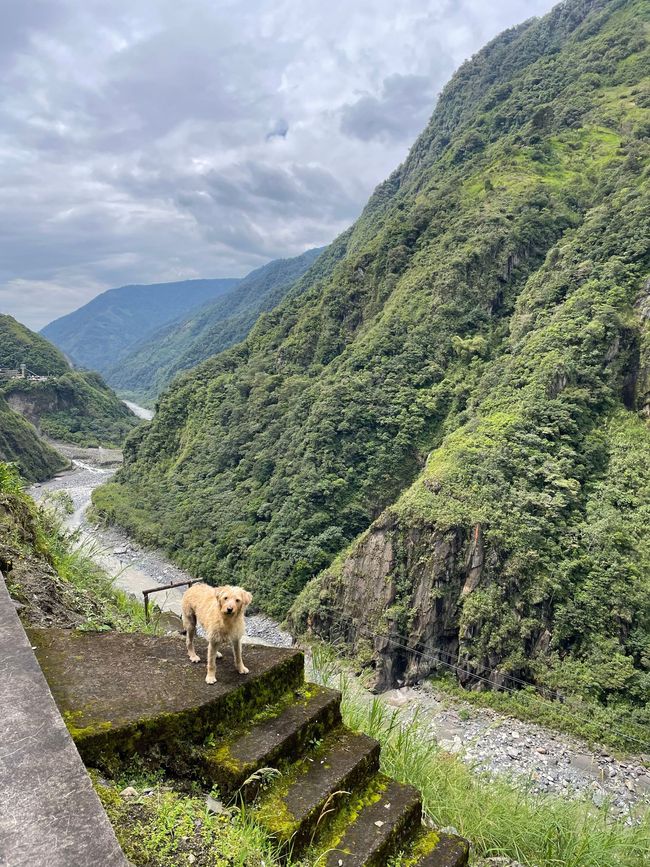 Baños - Who's the focus here? The dog or the stunning view? 