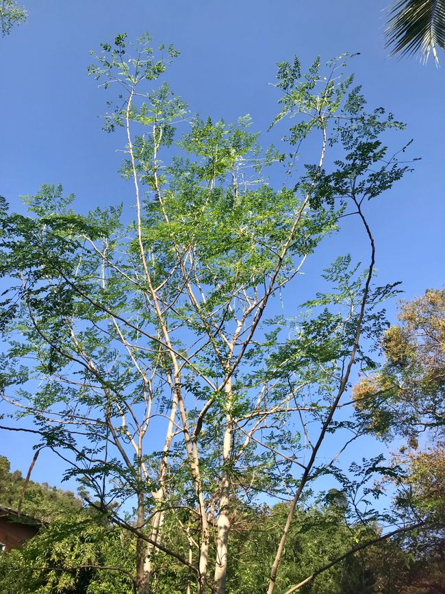 Moringabaum - essbare Blätter und Früchte