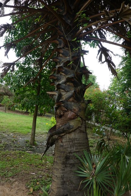 Palm tree used to slit throats