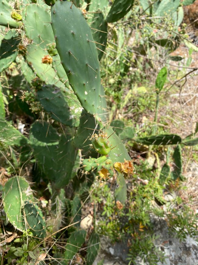 Die alte Frau und das Meer