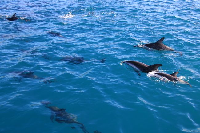 Eine Delfinmutter mit ihren Baby