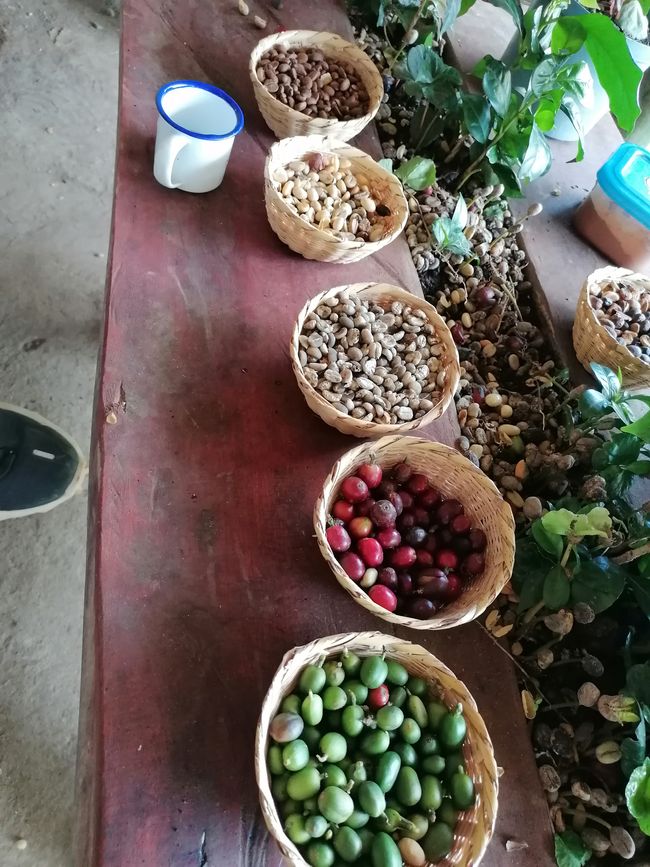 Coffee beans in different stages of ripening