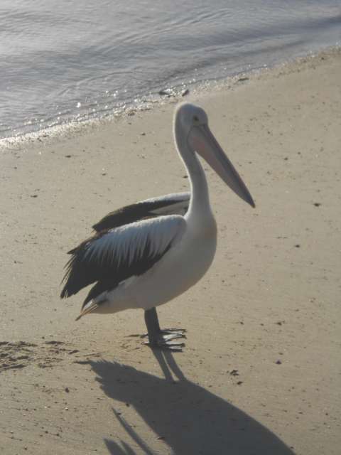 Pelikan am Strand