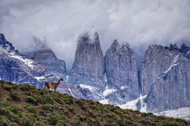 Tierische Aussichten auf die Torres del Paine