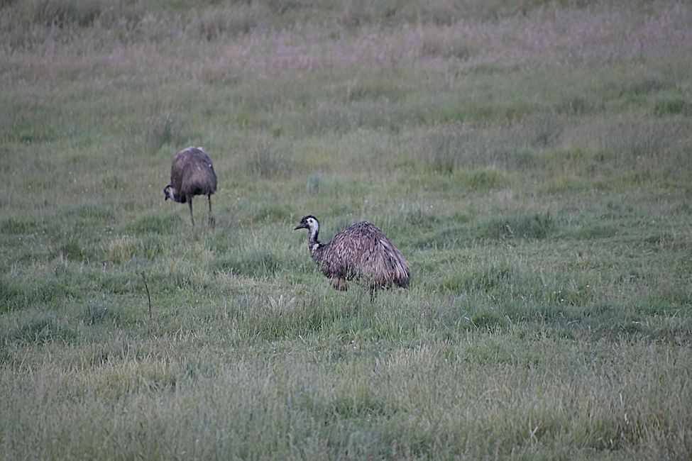 Kosciuszko NP - Emus