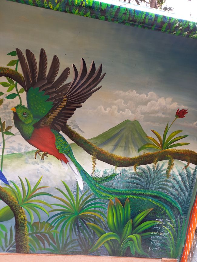Bonusbild Quetzal: Wappentier und Namensgeber für die Währung in Guatemala 