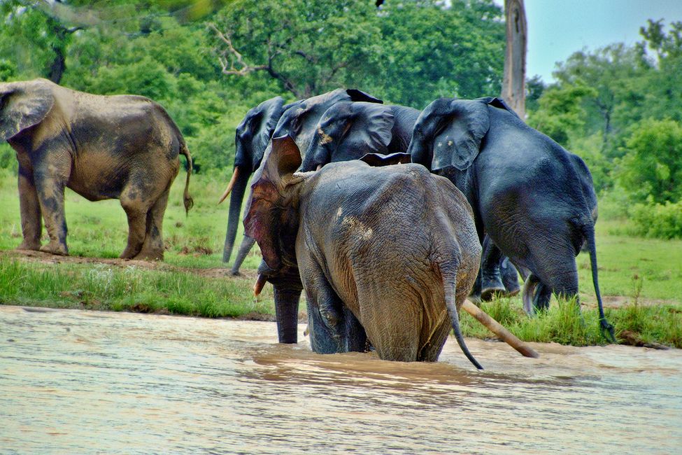 Bei den Elefanten im Mole Nationalpark