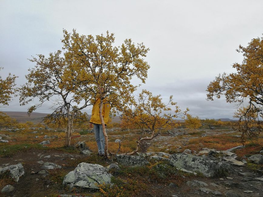 autumn trees until we finally arrived at Nordkapp
