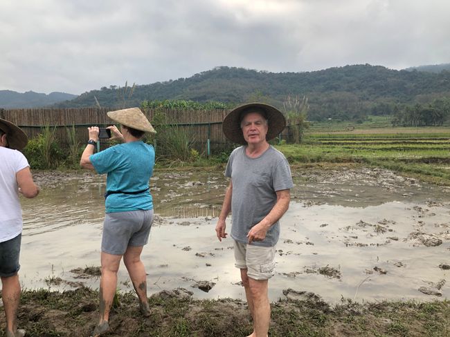 Bei der Arbeit im Reisfeld