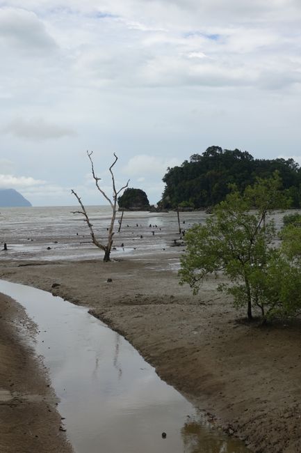 Ára 232 ha 233 Parque Nacional Bako