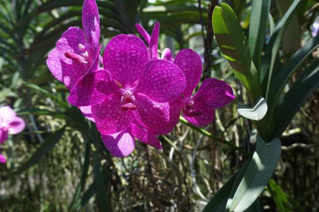 Chiang Mai 🇹🇭 Orhideen Farm, Snake Farm, and Long Neck Women
