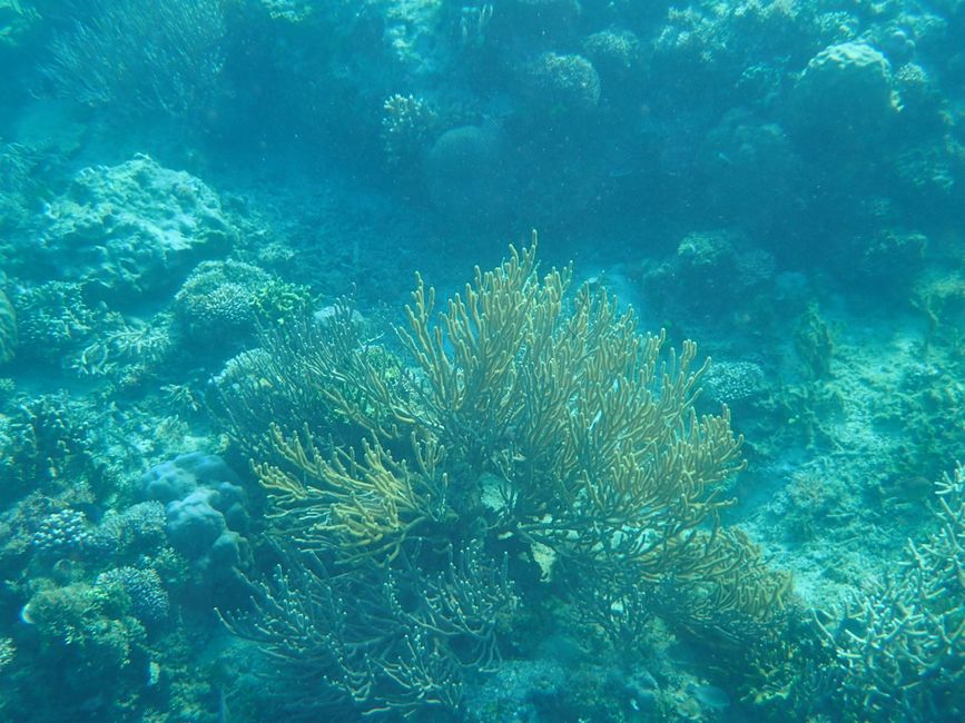 Snorkeling off Flores Island