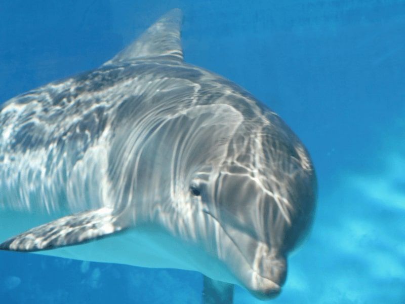 Swim with dolphins Hurghada Dolphin tour Hurghada