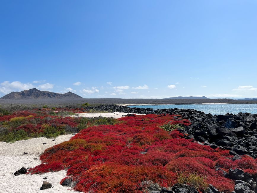 Colourful Galápagos