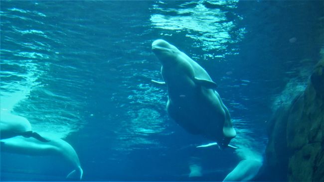 Georgia Aquarium - Beluga Whale