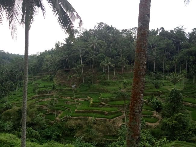Tegallalang Rice Terraces
