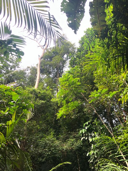 Etappe 3 - in the rainforest
