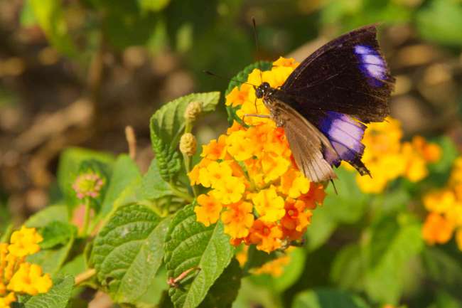 erstaunlich vui Schmetterlinge in Mumbai