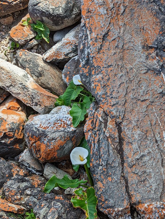 Parc national de Tsitsikamma