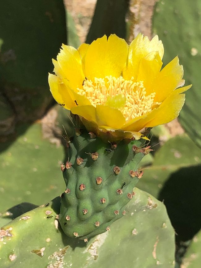Prickly pear cactus with fruit and flowers