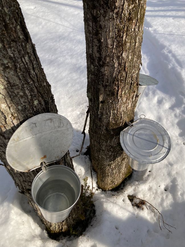 Selfmade maple syrup from the Sugar Shack