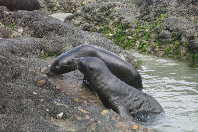 Baby Seals (Wharariki Beach)