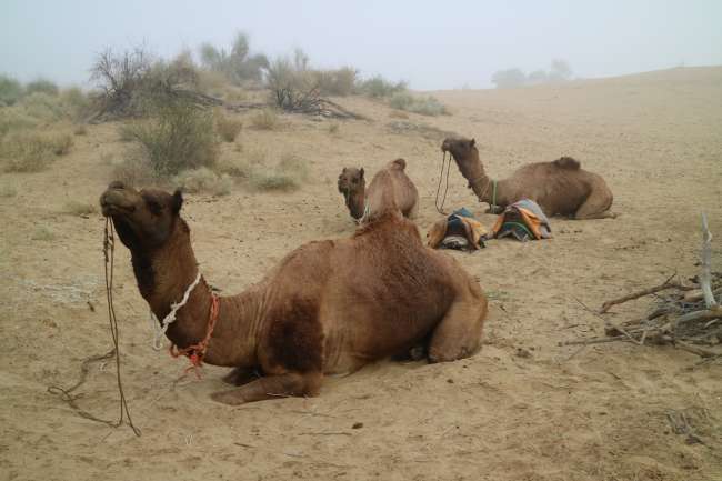 The camels are waiting to start