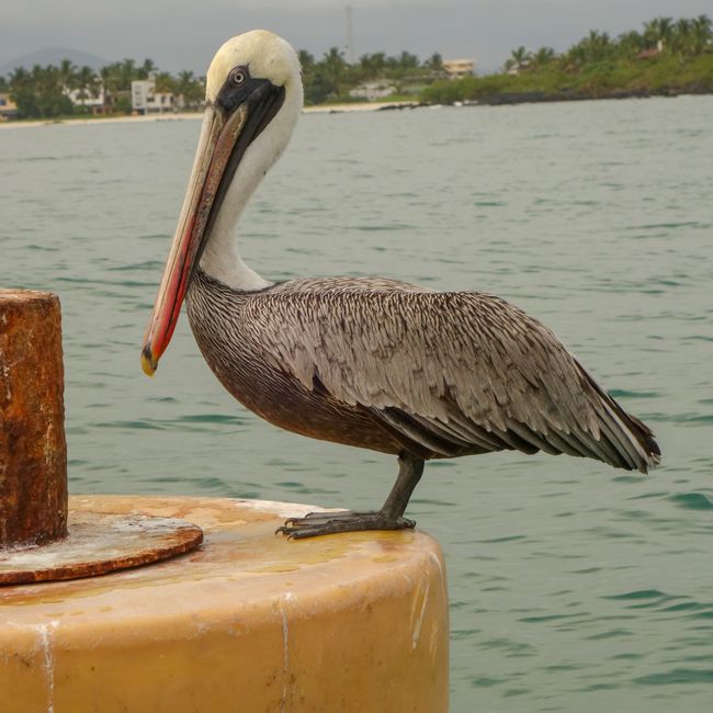 Nɔto di pelikan dɛn nɔmɔ lɛk fɔ rɛst pan di buoys.