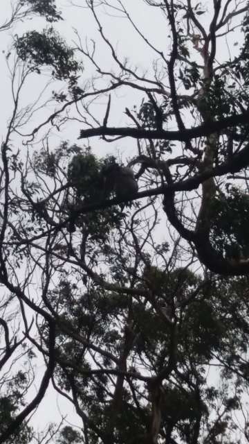 Koalas- wenn auch nur schlecht zu sehen
